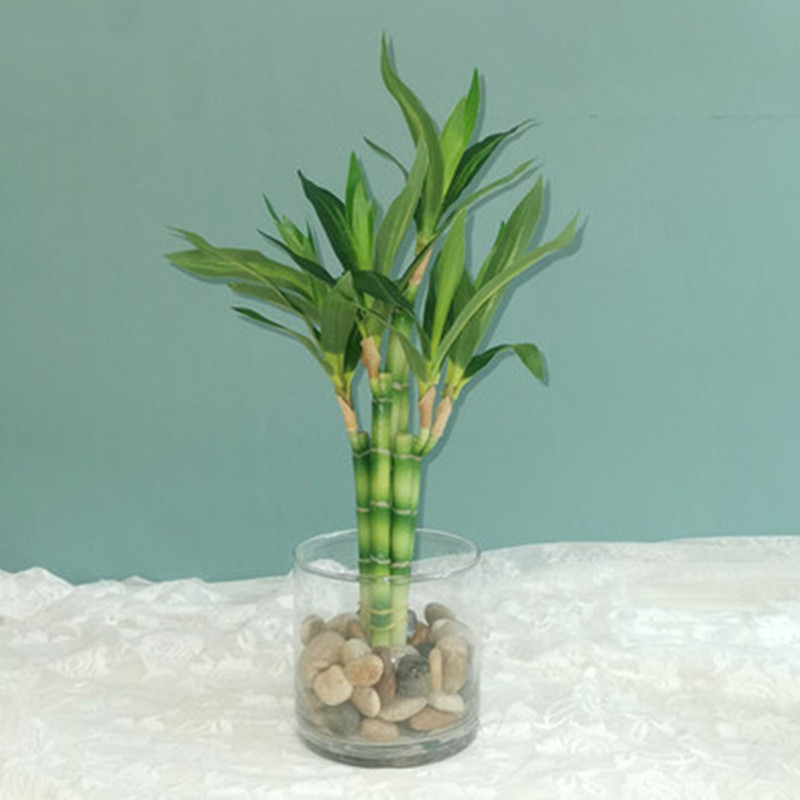 New 40cm Artificial Lucky Bamb - Aquarium Fish Land ulasan dan harga