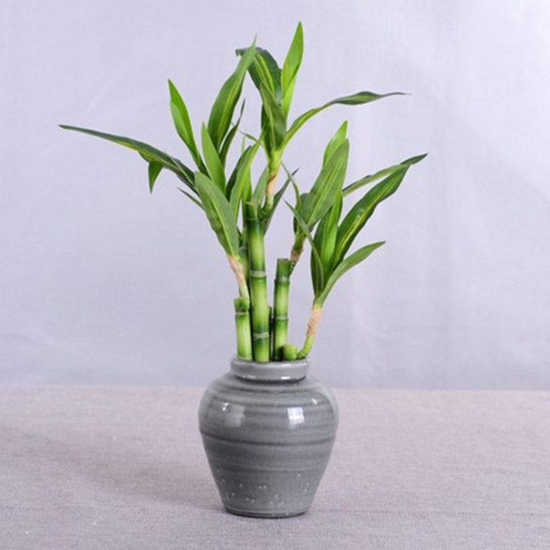 New 40cm Artificial Lucky Bamb - Aquarium Fish Land ulasan dan harga
