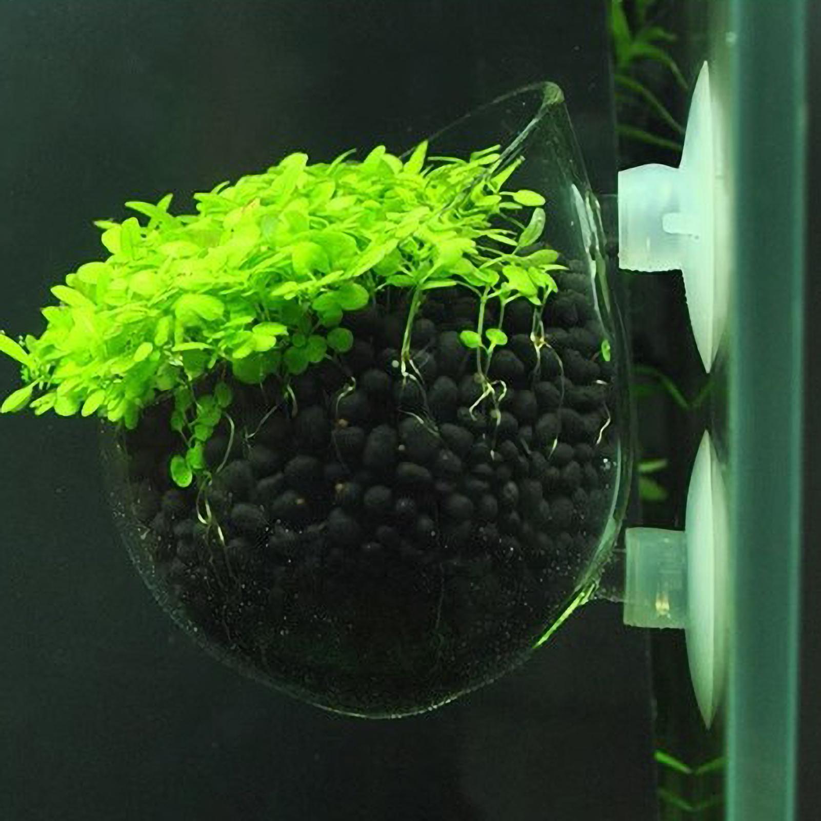 Aquarium Plant Holder Glass Aq - Aquarium Fish Enrichment ulasan dan harga