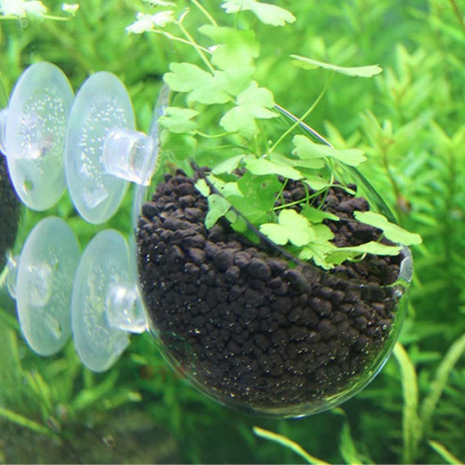 Aquarium Plant Holder Glass Aq - Aquarium Fish Enrichment ulasan dan harga