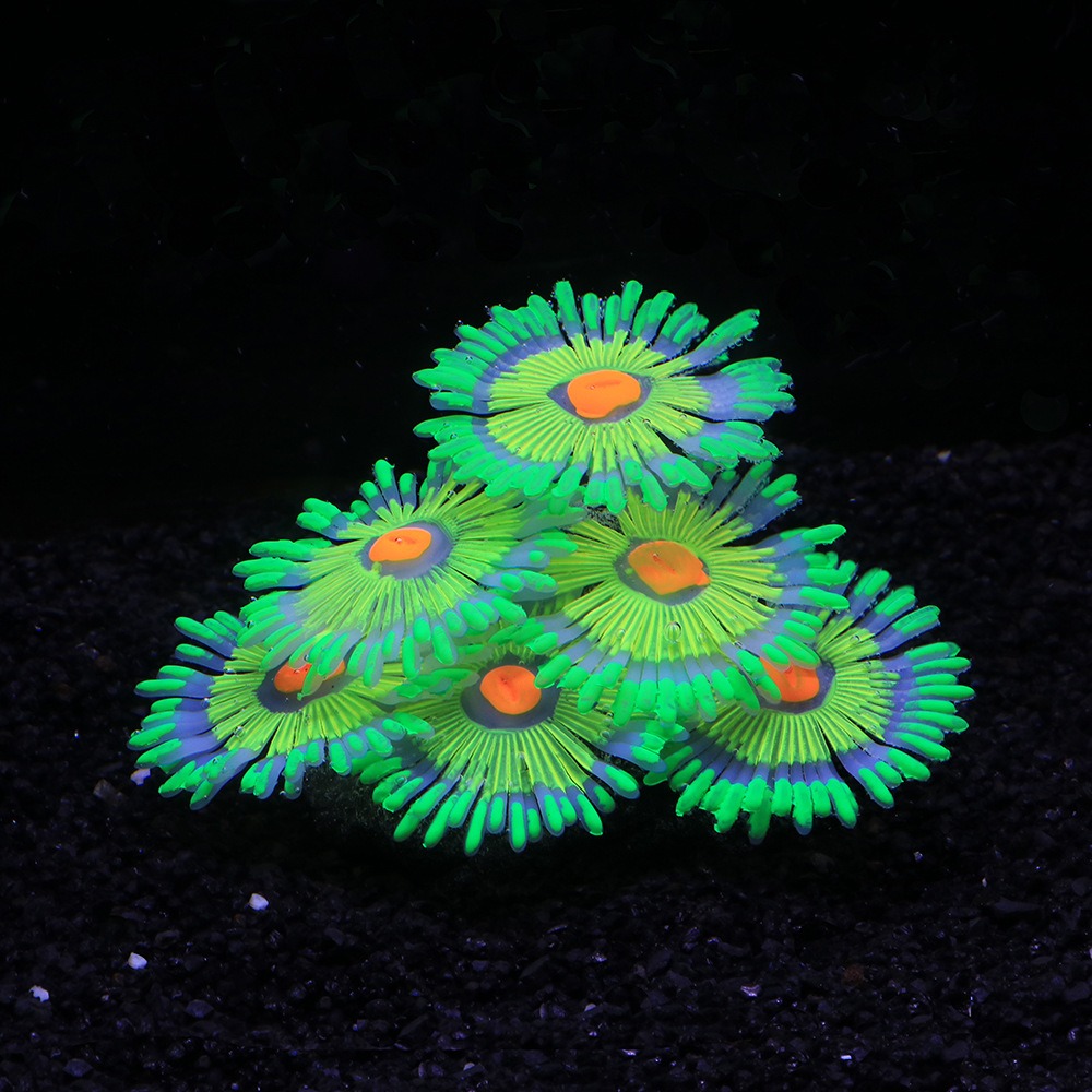 Glowing Soft Aquarium Fish Tan - Aquarium Fish Enrichment ulasan dan harga
