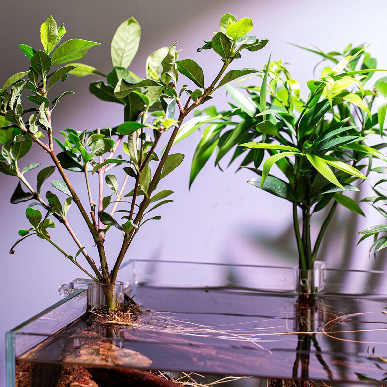 Mini Fish Tank Planter Pot 6Pc - Aquarium Fish Pot ulasan dan harga