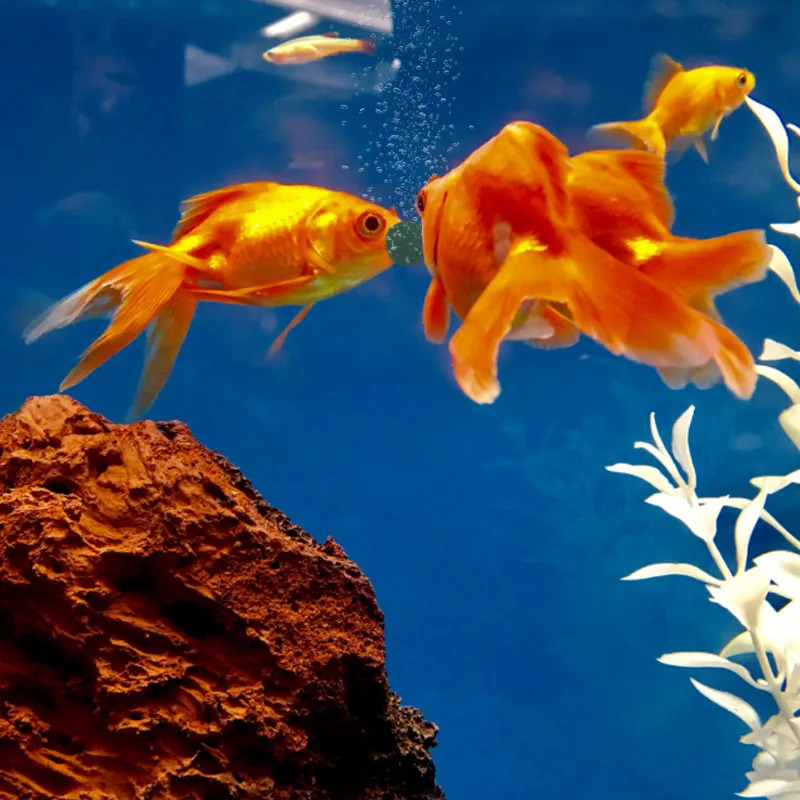 100-1500Pcs High-Purity Spirul - Aquarium Fish Enrichment ulasan dan harga
